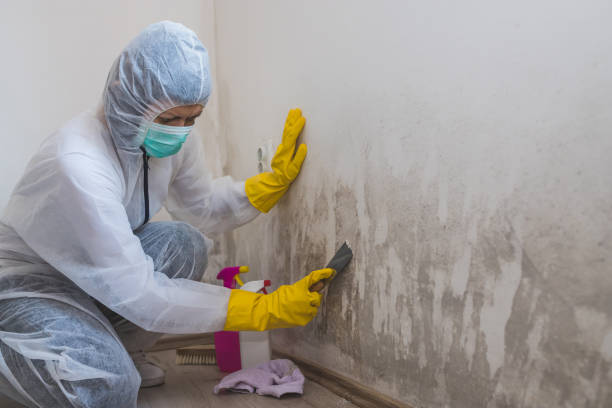 South St Paul, MN Mold Removal Company